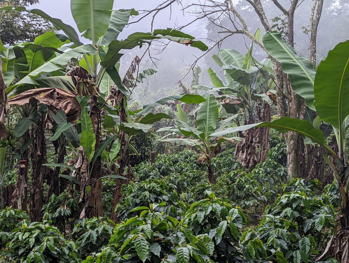 Batsu Ecolodge & Coffee Farm San Ramón Extérieur photo